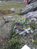Sweden: Flowers ...