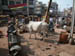Cow in street