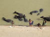 Water buffaloes