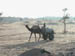 Camel in the desert
