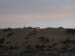 Camel at sunset