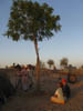 The second Neem tree ...