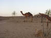 A Camels watching