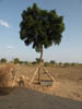 The first Neem tree flourishes