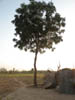 The second tree does even better