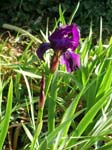 05.Feb.2006: One iris blooms