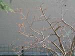 March: The pomegranate tree