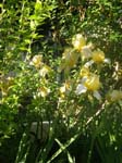 Yellow Iris