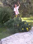 We pick the olives