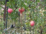 The Pomegranate Tree