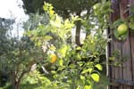 The Lemon Tree