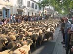 La transhumance
