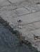 La Loire: March 2004