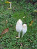 Shaggy Mane - excellent and abundant !