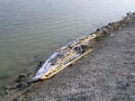 ... the Kayak