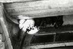 ... fladderm�ssen h�gst upp
