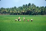 �Land of coconuts�