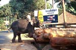 En elefant �r inte s� dumt att ha !