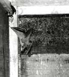 ... �The Batman of Kerala�
