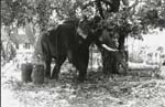 Elefant i tr�dg�rd i centrum ...