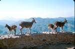 Vackra Nilgiri Thar ...