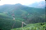 Teplantager ovanf�r Munnar