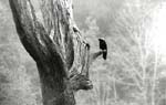 Anhinga i skogen
