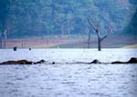 ... elefanter i Periyar Lake
