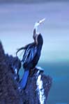 ... anhinga ...