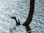 ... egret