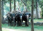 Tama elefanter och �mahout�er