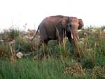 Indisk elefant