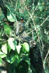 CorbettNP Lesser crow pheasant