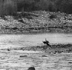 ...  vid Ramganga-floden