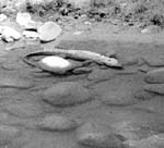 Krokodil