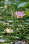 Lotus och lilja