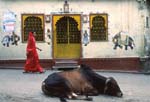 Kornas eviga siesta