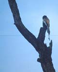 Bharatpur BlackDrongo