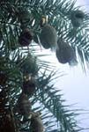 H�ngande bon med bayav�vare