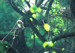 Brahminuggla