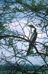 Anhinga (Indisk ormhalsf�gel)