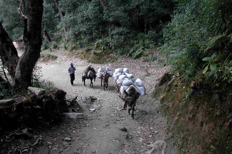 Mules on the trail
