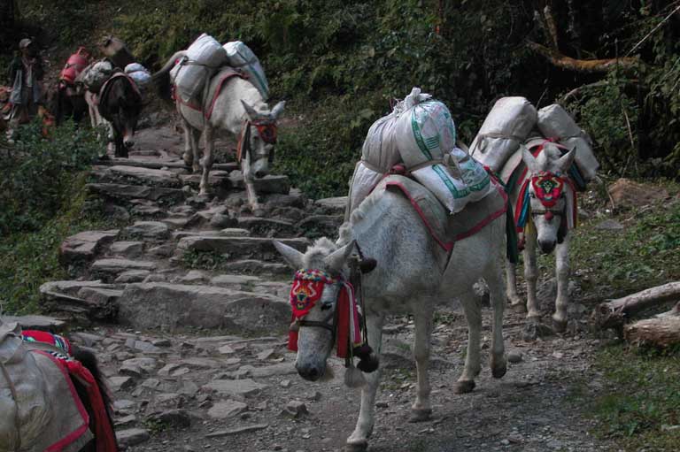 Mules on the trail