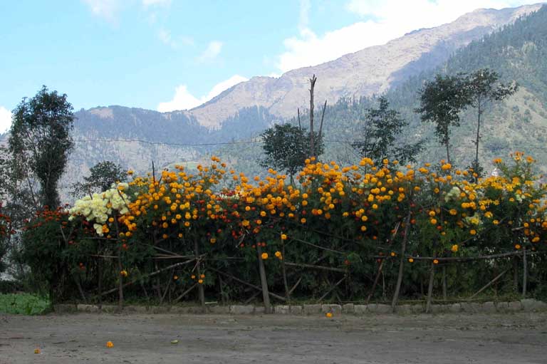 Flowers along the trail