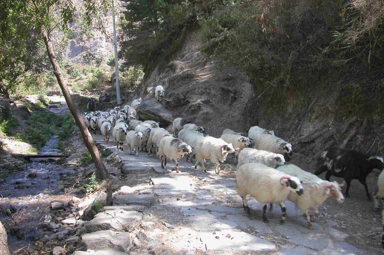 Sheep on trail