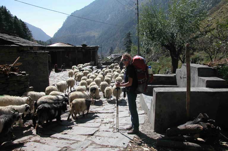 Sheep on trail