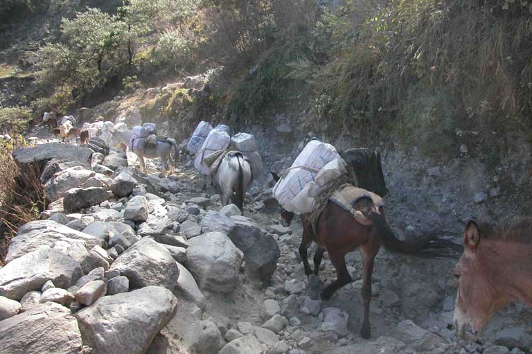 Mules on the trail