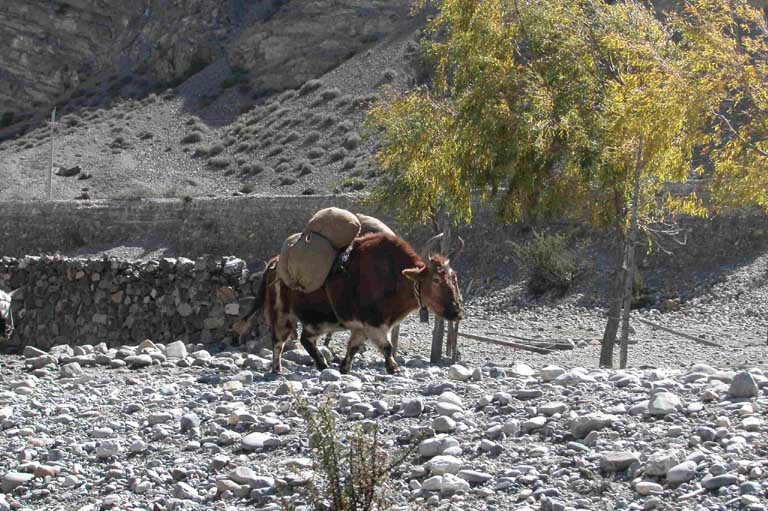 Yak in the Khali Gandaki valley