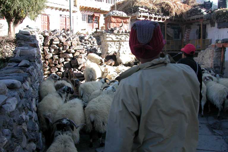 Sheep on trail