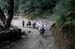 Mules on the trail